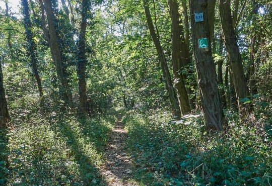 Waldpfad der Hiwweltour Aulheimer Tal, &copy; Frank Hamm der Entspannende