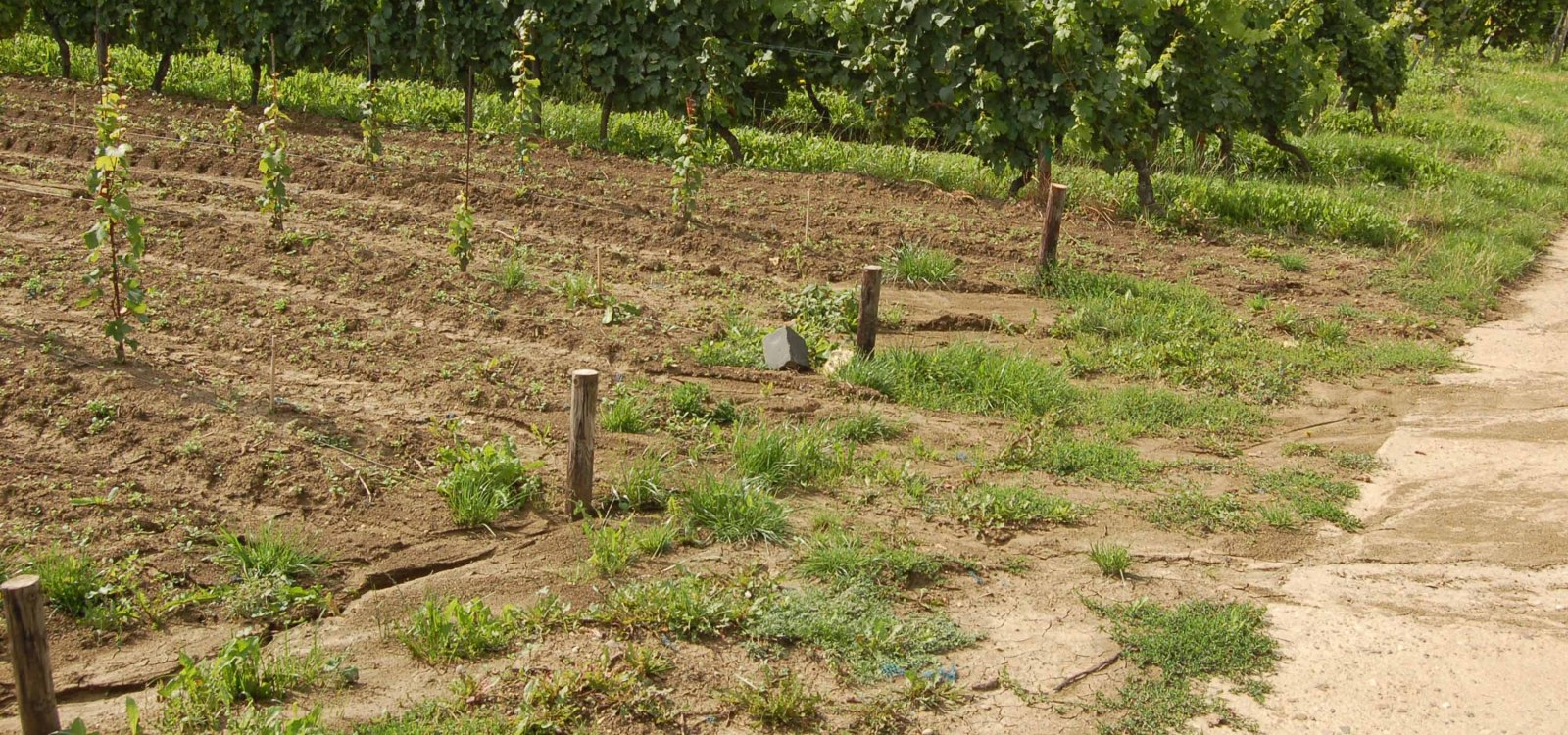 Erosion Löss Kolluvisol