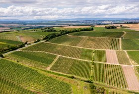 Zornheimer Guldenmorgen