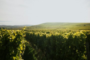 ramona_shotbypete14-1, &copy; Winzerhof Diegel