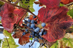 Herbststimmung, &copy; VG Monsheim Beate Hess