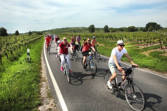 Several cyclists ride along an asphalt road through vineyards during the Rheinradeln event between Worms and Oppenheim. Rows of vines line both sides of the road, with hills, trees and a wide sky in the background.