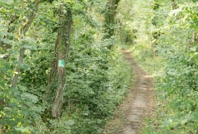 Winternheimer Wäldchen