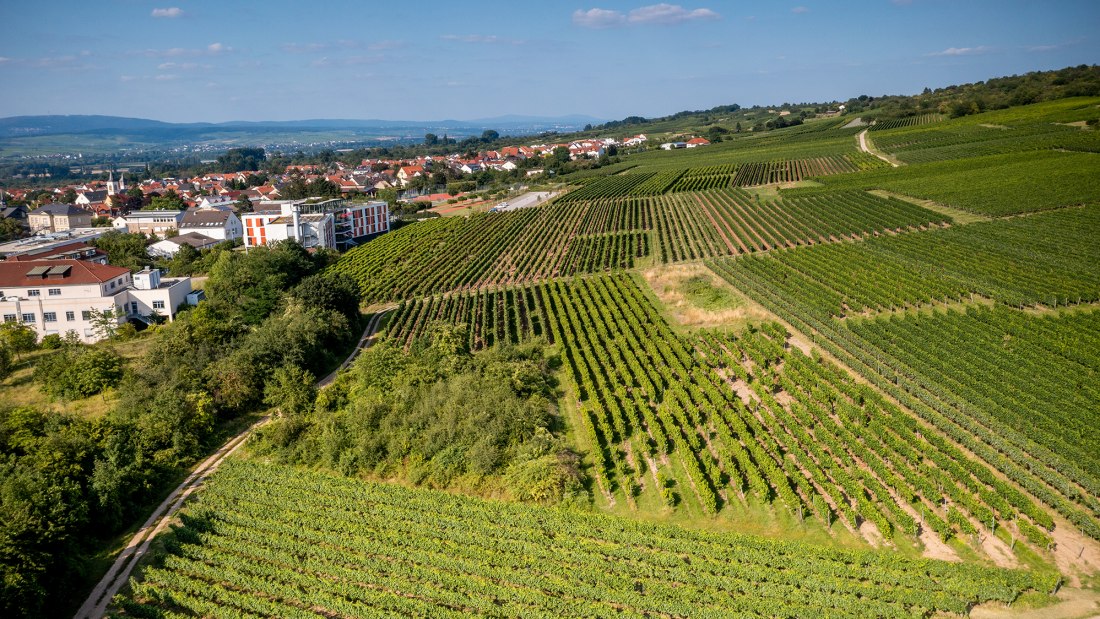 Ingelheimer Höllenweg