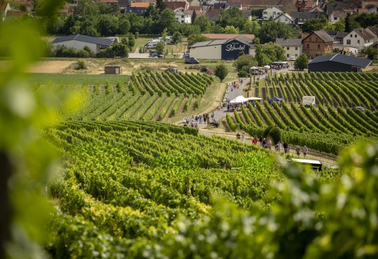Weinwanderung - Wein erleben im Wi&szlig;berg, &copy; CC-BY Rheinhessenwein e.V./Torsten Silz