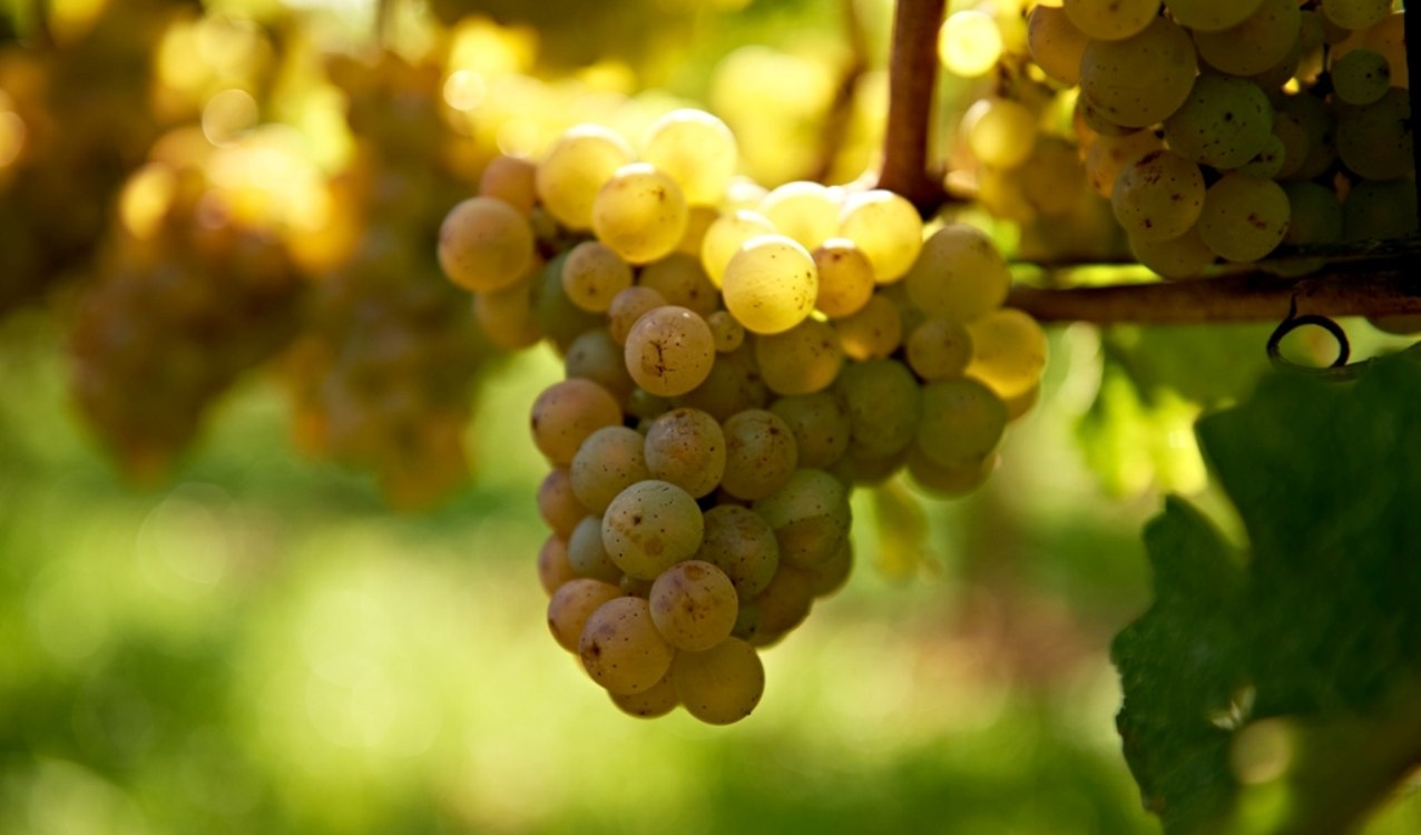 Riesling Rebe