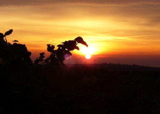 PFAFF WEINE_Sonnenaufgang &copy; PFAFF WEINE