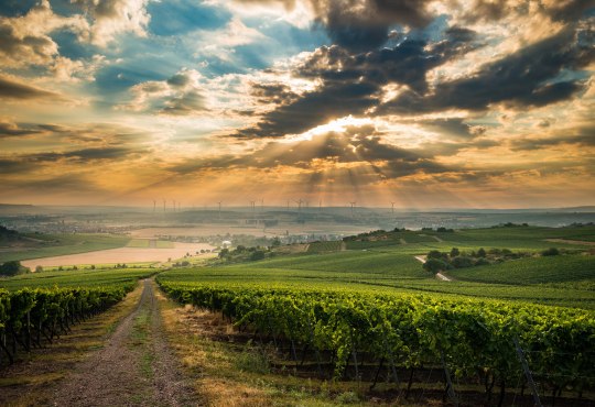 Sunset in the vineyards, &copy; CC BY SA 4.0 Dominik Ketz