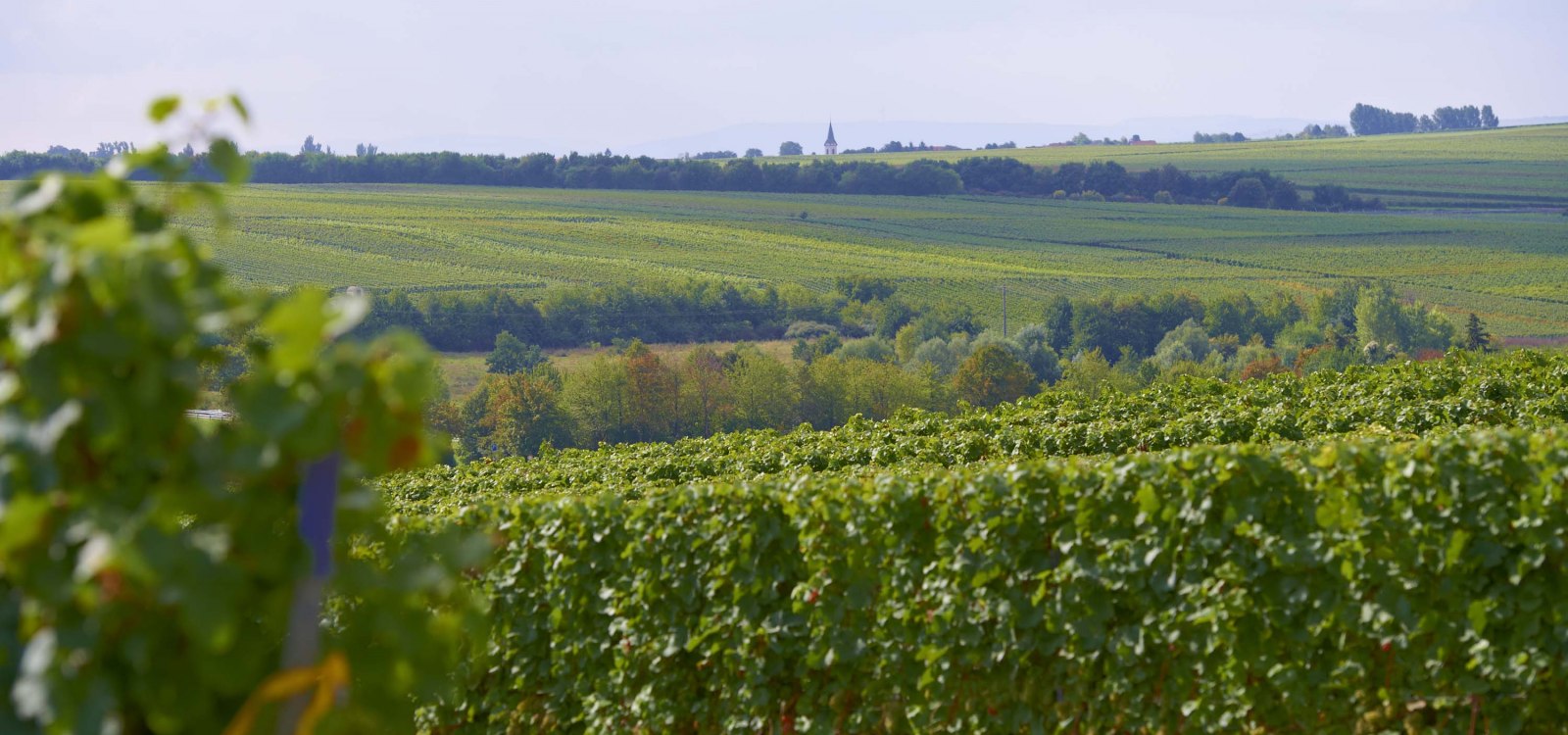 Vineyard Landscape, &copy; Robert Dieth