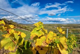 Herbst in Rheinhessen © CC0 Rheinhessen Touristik GmbH/Katja Zentel
