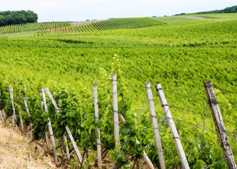 weinberg-aulheimer-tal