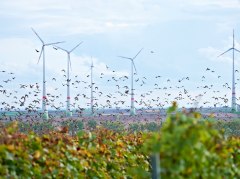 Rheinhessen im Aufwind &copy; Rheinhessen Wein
