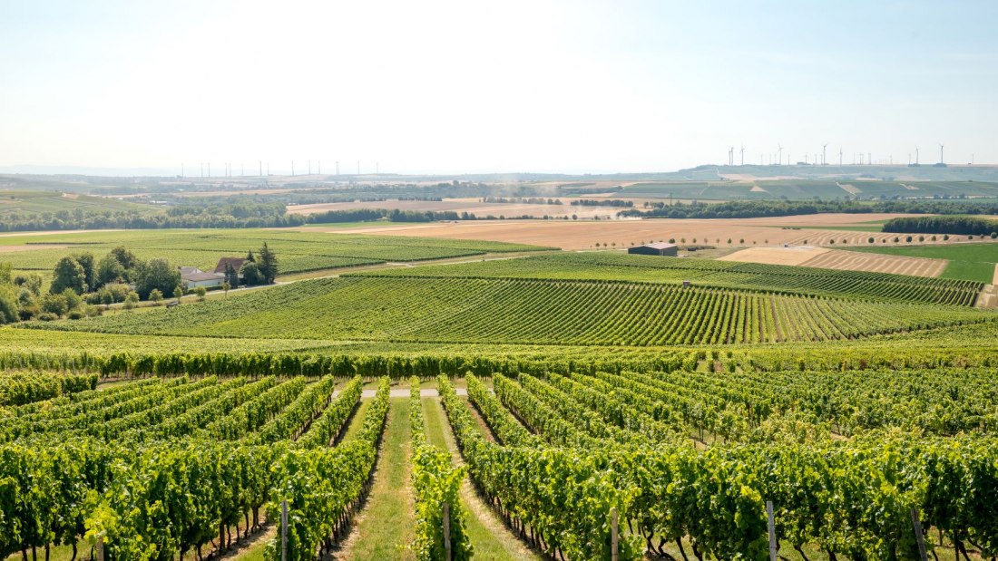 20200723095912_dsc_9197-small, &copy; Weingut Schmitt
