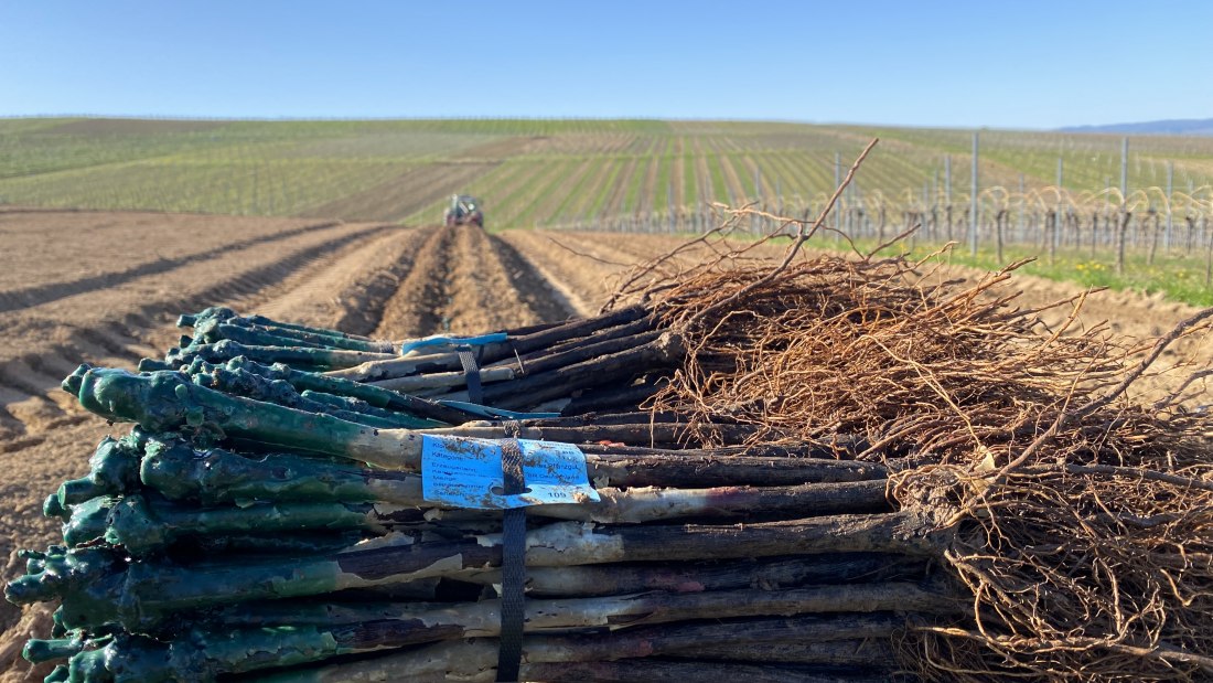 Weingut Breitenbach Neuanlage, © Weingut Breitenbach