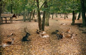 Wildpark Gonsenheim Tiere &copy; Isabella Heider
