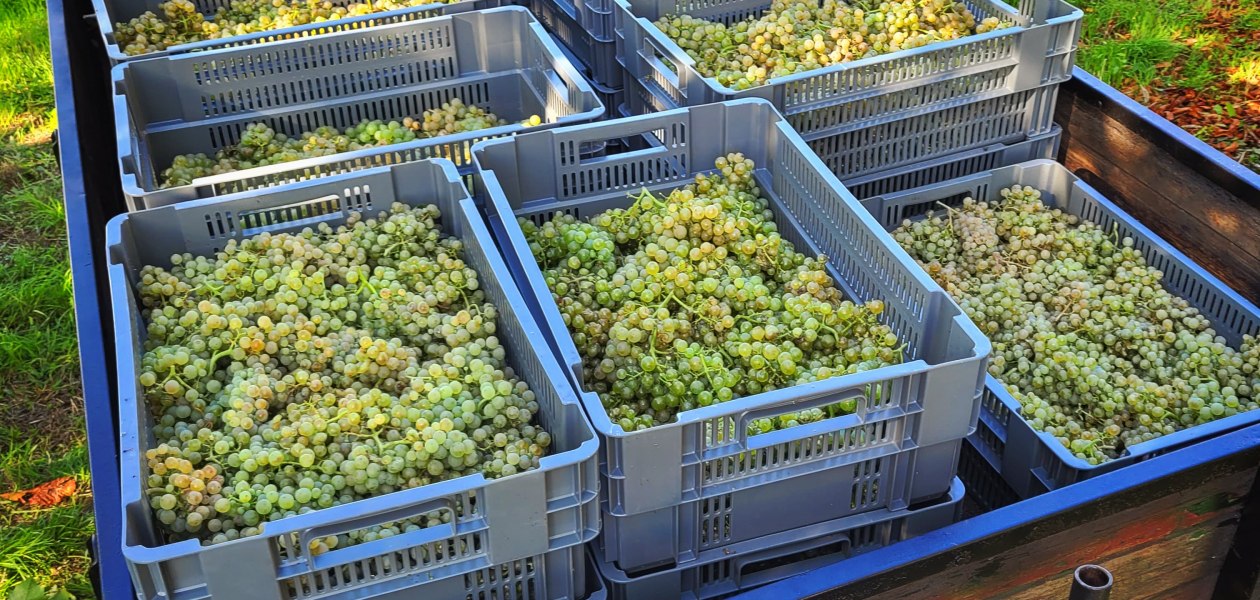 &copy; Weingut B&uuml;rgermeister Carl Koch