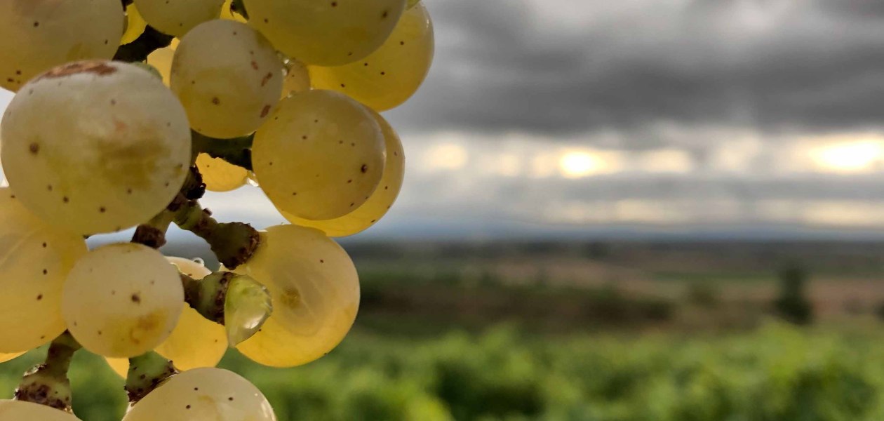 winery-bender-grapes_2, &copy; Weingut Bender