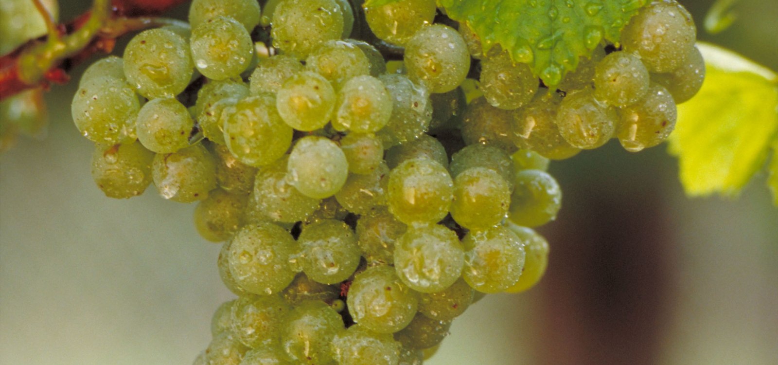 Titelbild Chardonnay, &copy; DWI