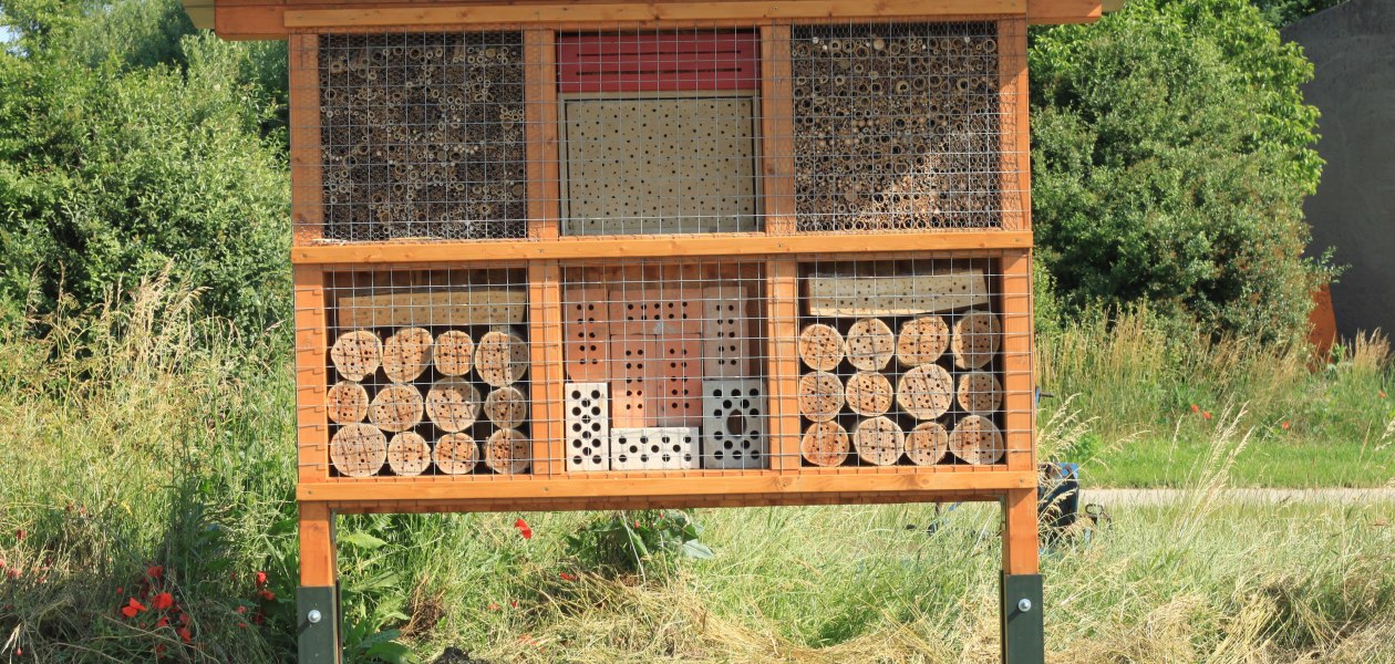 Wildbienen, &copy; J. M&uuml;ller-Steinbrech