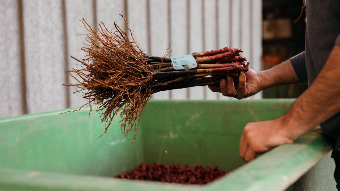 Weingut Peth-Wetz_Triebe, © Weingut Peth-Wetz