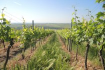 Weingut Mankel_Weinreben, &copy; Weingut Mankel