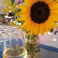 Sonnenblume