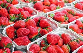Erdbeeren Pflücke © pixabay