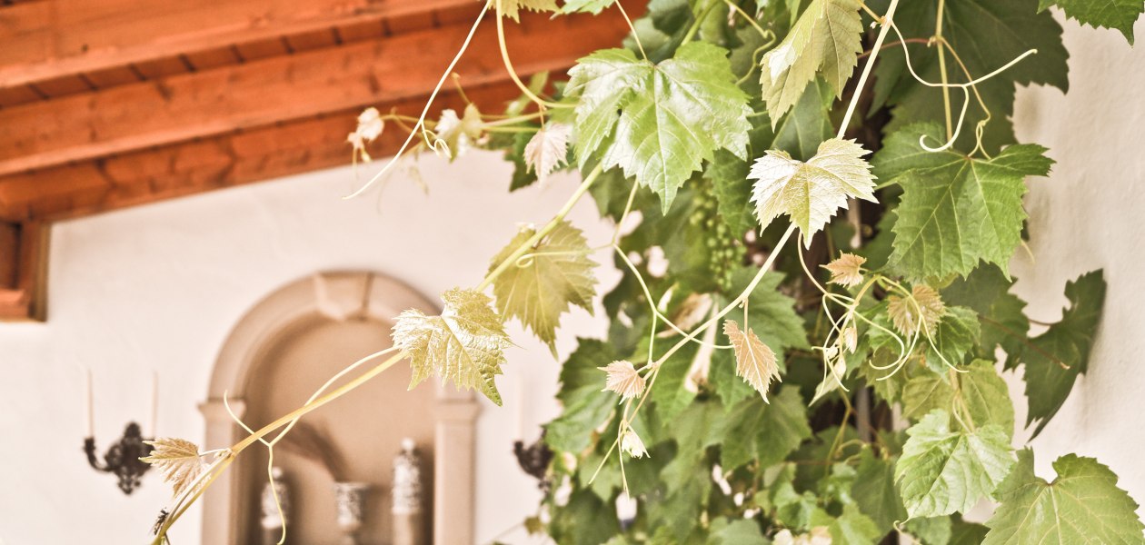 Weingut Christ_Reben, © Weingut Christ