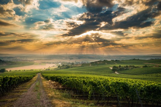 Sunset in the vineyards, &copy; CC BY SA 4.0 Dominik Ketz