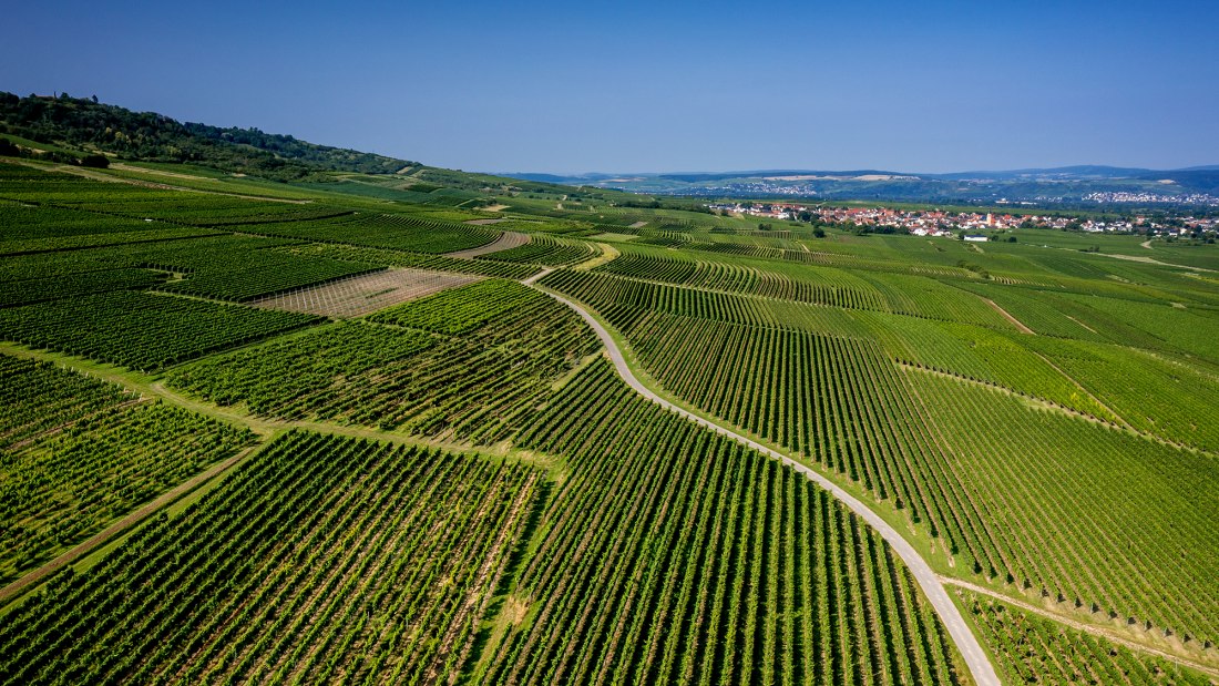 Gau-Algesheimer Johannisberg