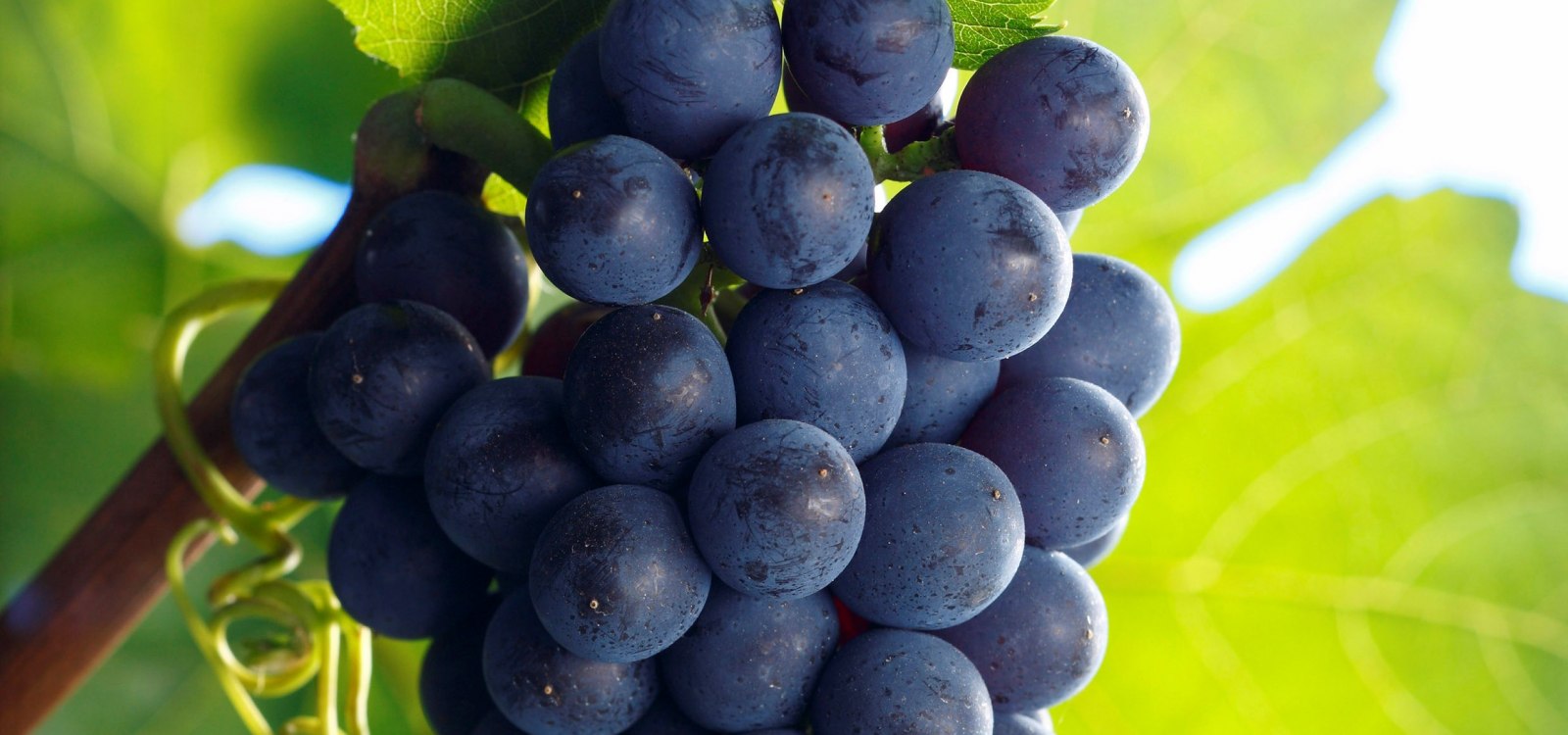 Frühburgunder Titelbild, © DWI