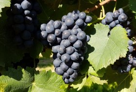 Early Burgundy grapes Early Burgundy grapes