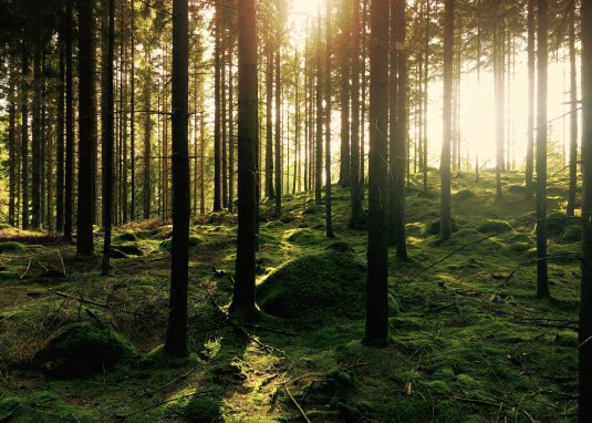 Wald