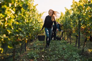 © Juwel Weine, Peter Bender