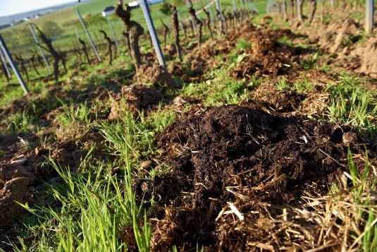 Klimaresilienz von Weinbergsböden, © Robert Dieth