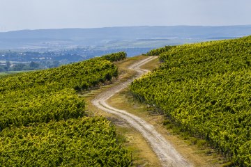 Gau-Bickelheimer Saukopf, © Torsten Silz