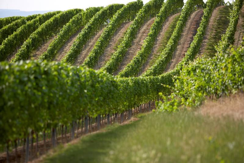 Weingut Scheffer_Weinberge, &copy; Weingut Scheffer