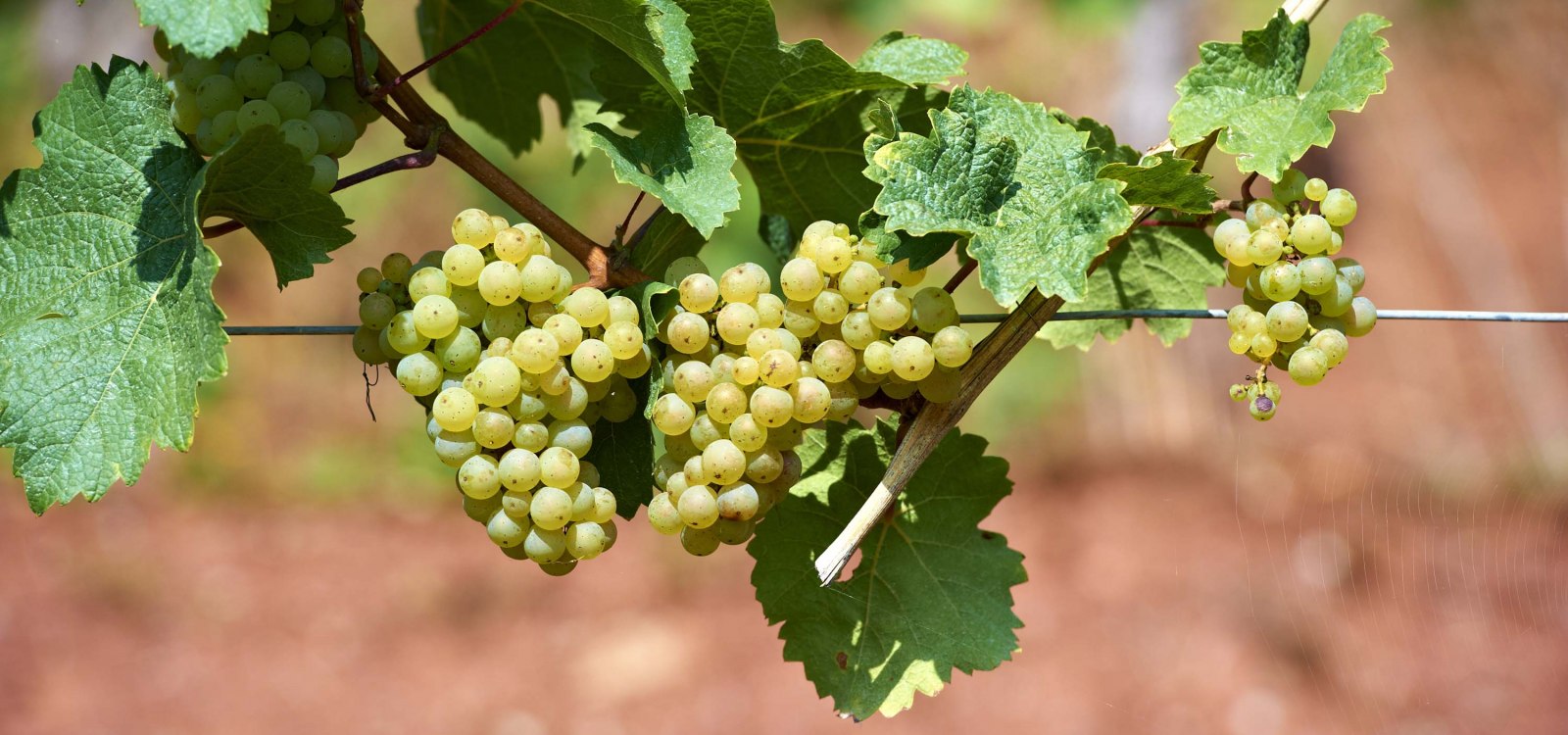 Riesling1