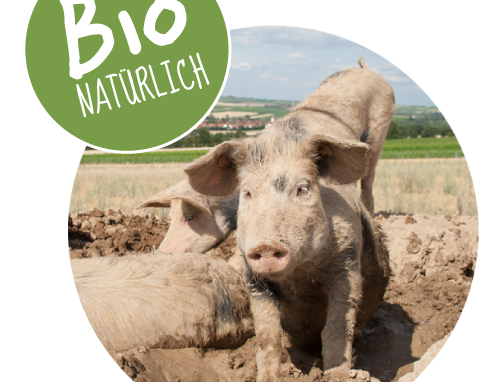 Bio-Schweinothek © M. Bornheimer-Schwalbach