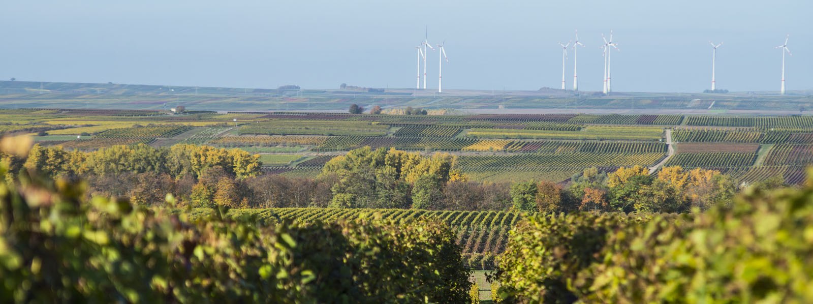 Weingut_Hartmann_Jonas_Otte_1-40