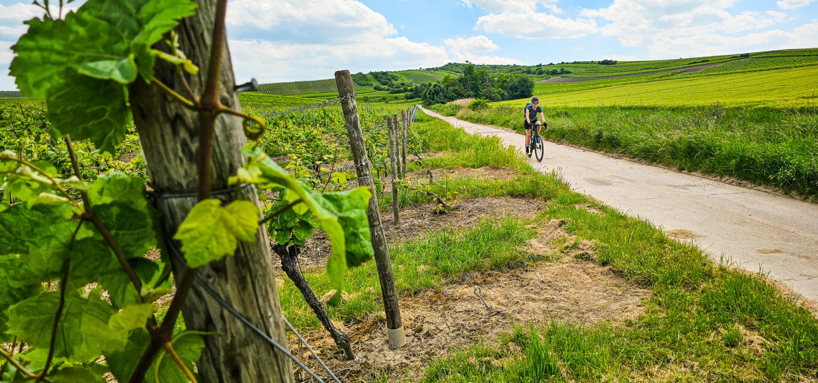 Een fietser rijdt over een lichte landweg door een heuvelachtig landschap. Links staan wijnranken langs houten palen, rechts liggen groene velden. De weg loopt door wijngaarden en glooiende heuvels onder een blauwe lucht met enkele wolken.