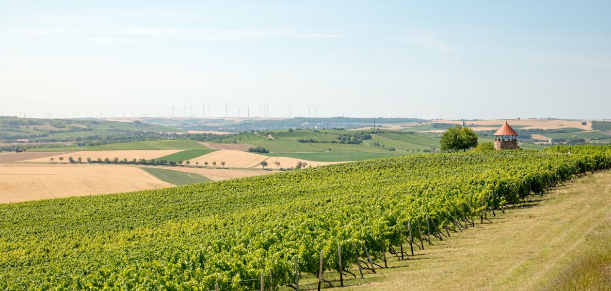20200723095920_dsc_9205-small, &copy; Weingut Schmitt
