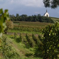 0610_woloka_Klausenberg04 &copy; Uwe Feuerbach/Rheinhessen-Touristik GmbH
