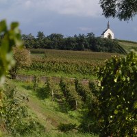 0610_woloka_Klausenberg04 &copy; Uwe Feuerbach/Rheinhessen-Touristik GmbH