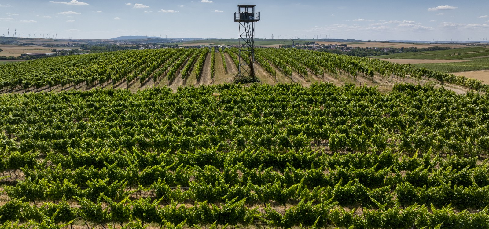 Gau-Odernheimer Ölberg, © Torsten Silz