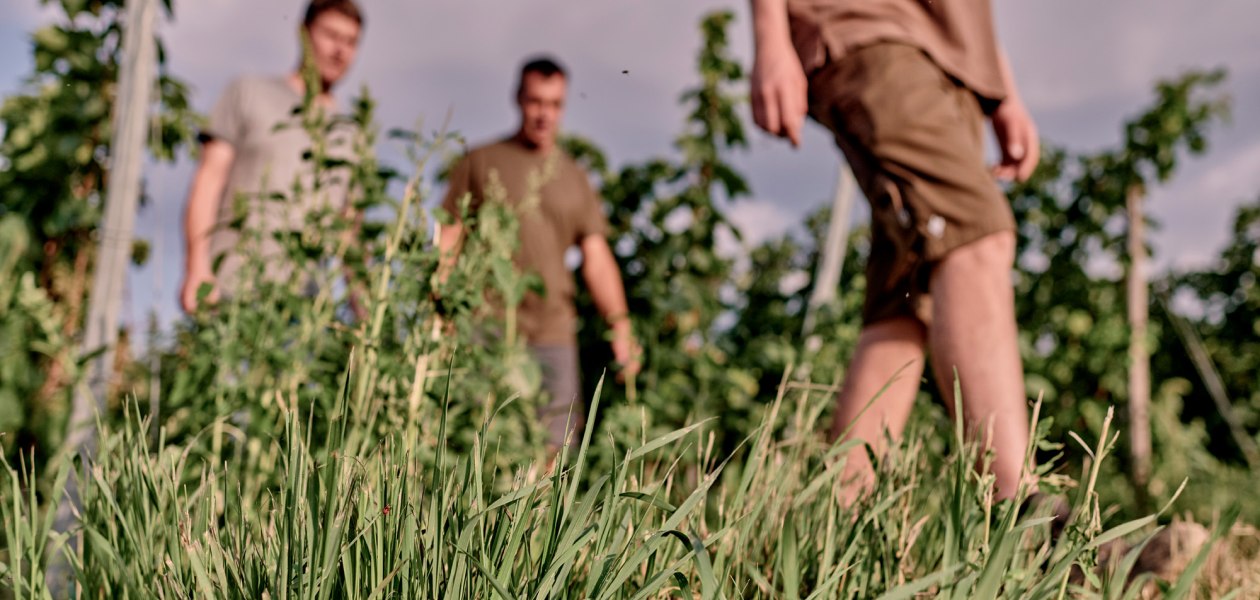 &copy; Weingut Sander