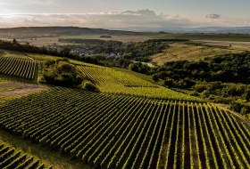 Siefersheimer Höllberg