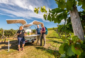 Rheinhessen-2021-668-Ingelheim-Krimiwanderung