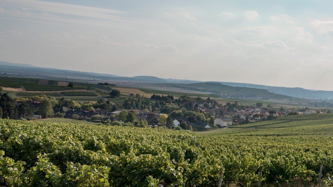 4_Weingut D&uuml;rk, &copy; Weingut D&uuml;rk