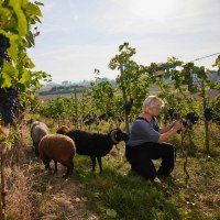 Nicole Buscher mit Schafe © David Maupilé